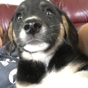 Meet your Posher, Terry